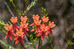 Fewflowered milkweed